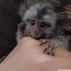 Satlk gzel marmoset maymunlar;;;;;;;;;;;;;;;;;;;;;;;;;;