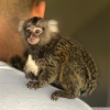 Satlk gzel marmoset maymunlar;;;;;;;;;;;;;;;;;;;;;;;;;;