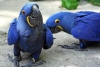 Satlk gzel smbl macaws