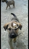 Satılık has kangal yavruları otobüsden gönderim yapılır