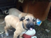 Satılık has kangal yavruları otobüsden gönderim yapılır