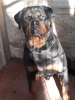 Satlk heybetli rottweiler yavrularmz