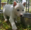 Satlk husky sibirya kurdu yavrular
