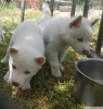 Satlk husky sibirya kurdu yavrular