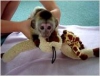 Satlk iki capuchin maymunu 600,00 $