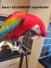 Satlk iki kadn smbl macaws