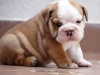 Satlk ingiliz bulldog yavrular