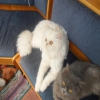 Satlk iran chincilla himalayan kedileri