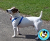 Satlk jack russell yavrular