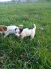 Satlk jack russell yavrular