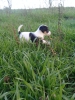 Satlk jack russell yavrular