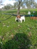 Satlk jack russell yavrular izmir