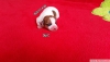 Satlk jack russell yavrular sahibinden