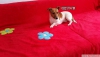 Satlk jack russell yavrular sahibinden