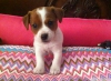 Satlk jack russell yavrularmz