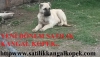 Satılık kangal