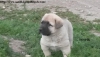 Satılık kangal
