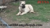 Satılık kangal