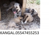 Satılık kangal