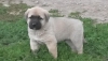 Satılık kangal