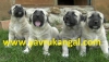 Satlk kangal