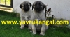 Satlk kangal