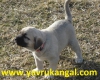 Satlk kangal