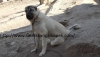 Satlk kangal fiyatlar (satlk kangal)