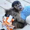 Satlk kaytl capuchin maymunlar