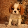 Satlk kng charles cavalier yavrular k9 avrupa da