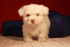 Satlk maltese terrier yavrular k9 avrupa da