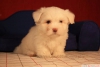 Satlk maltese terrier yavrular k9 avrupa da