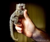 Satlk marmoset maymunlar.