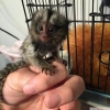 Satlk marmoset maymunlar