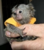 Satlk marmoset maymunlar