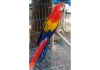 Satlk mavi ve altn ​​macaw parortlar