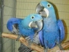 Satlk mavi ve altn ​​macaw parortlar