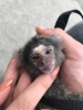 Satlk 4 aylk marmoset maymunu