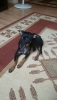 Satlk minyatr pinscher