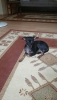 Satlk minyatr pinscher