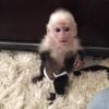 Satilik muhtesem capuchin maymunlari