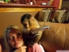 Satlk muhteem capuchin maymunlar