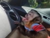 Satilik muhtesem capuchin maymunlari