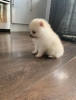 Satlk pomeranian