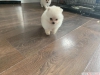 Satlk pomeranian