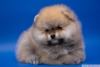 Satlk pomeranian