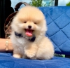 Satlk pomeranian boo yavrusu