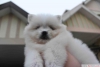 Satlk pomeraniannumaras +905383172845)