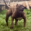 Satlk presa canario yavru