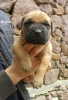 Satlk presa canario yavru